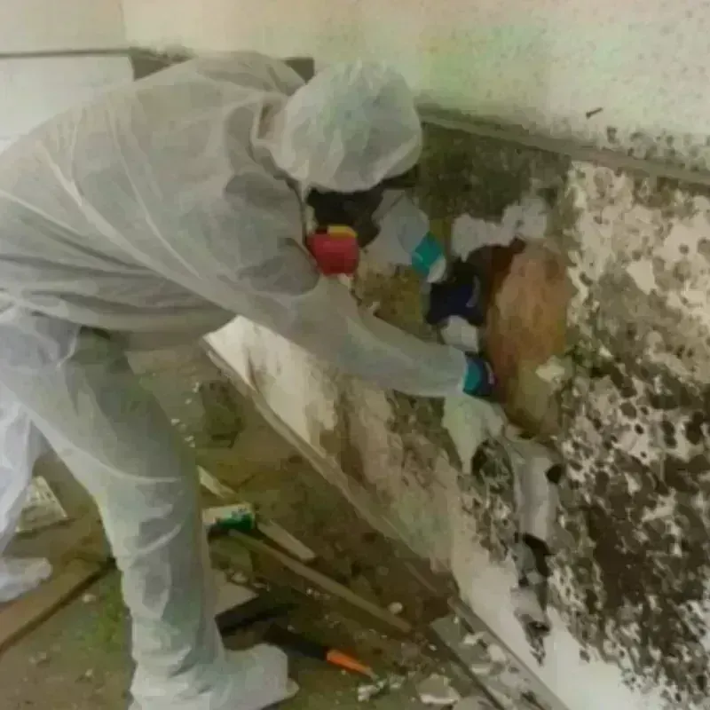 Mold Remediation and Removal in Sallisaw, OK